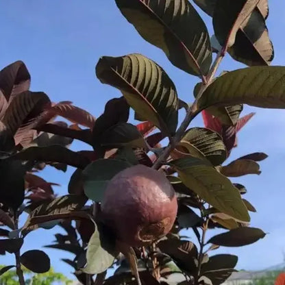 Malaysian Red Guava Fruit Plant