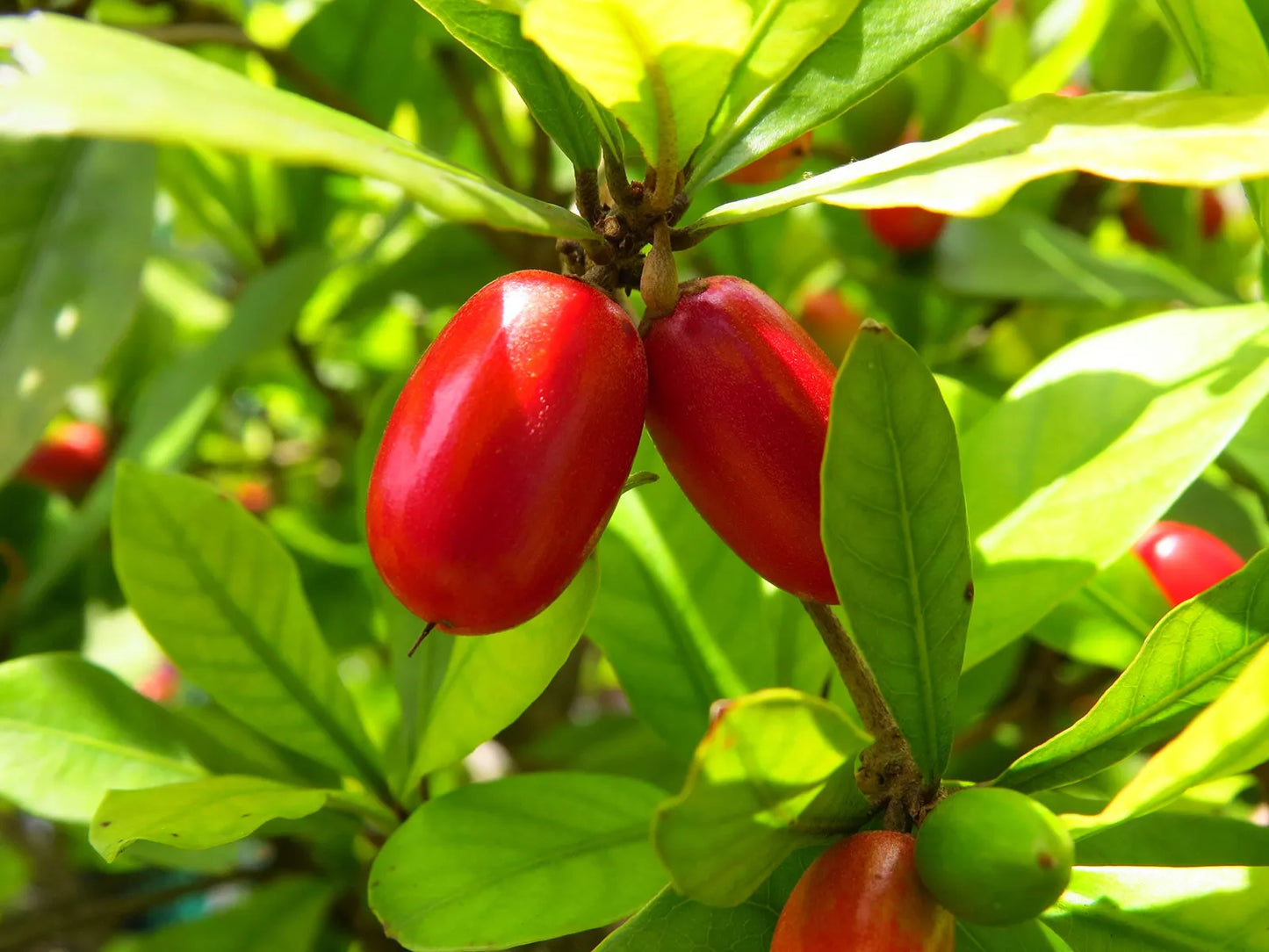 Miracle Fruit plants