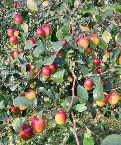 Grafting All Time Red Apple Ber- Fruit Plants - Naturemart.online