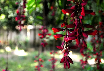 Basor Lota Flower Plant-Thunbergia