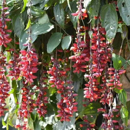 Basor Lota Flower Plant-Thunbergia