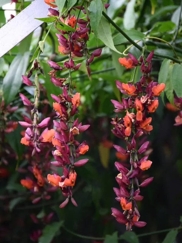 Basor Lota Flower Plant-Thunbergia