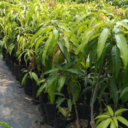 Gourmati Mango Fruit Plant (Grafted) - Naturemart.online