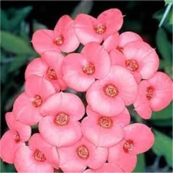 Euphorbia Flowers Plant (Pink Colour) - Naturemart.online