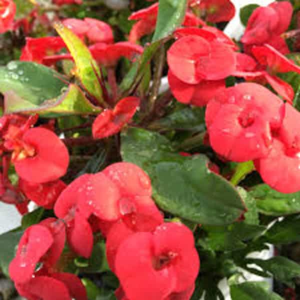 Euphorbia flowers plant (red) For Home Garden - Naturemart.online