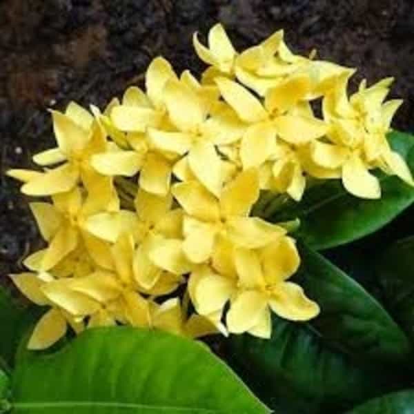 Chinese Ixora Flowers Plant (Yellow) - Naturemart.online