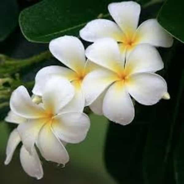 Plumeria Flowers Plant(White)For Gardening - Naturemart.online