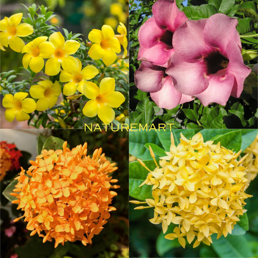 Pack Of 2 different Summer Flower Plant - Naturemart.online