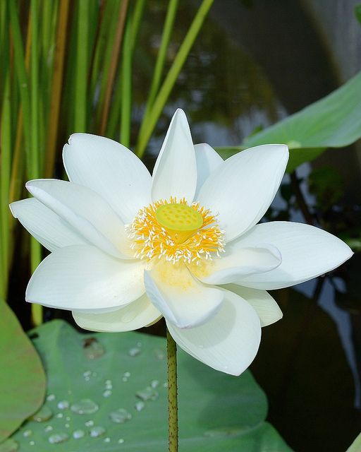 Forener white lotus flower Tuber