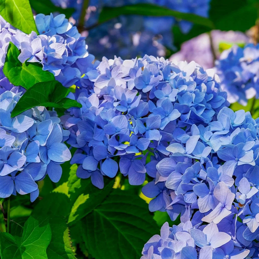 Hydrangea Flower plant