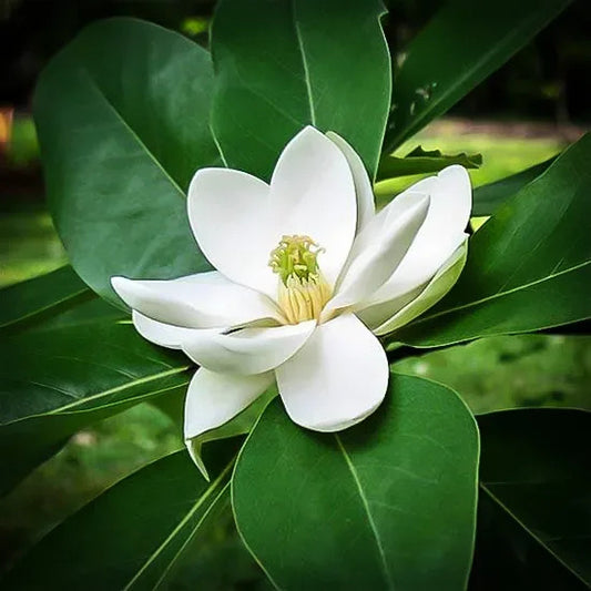 Magnolia Soulangeana - Flower Plant (White)