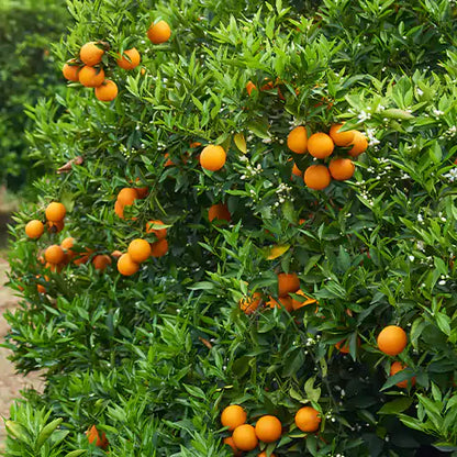 Satsuma Orange Fruit Plant(Grafted) - Naturemart.online