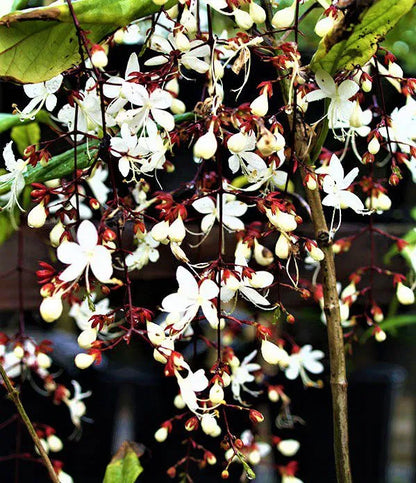 Chains of glory plant | Light bulbs plant | Clerodendrum smithianum starter plant