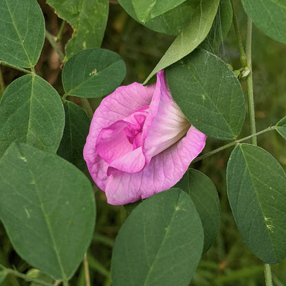 Pink Aparajita flowers plant