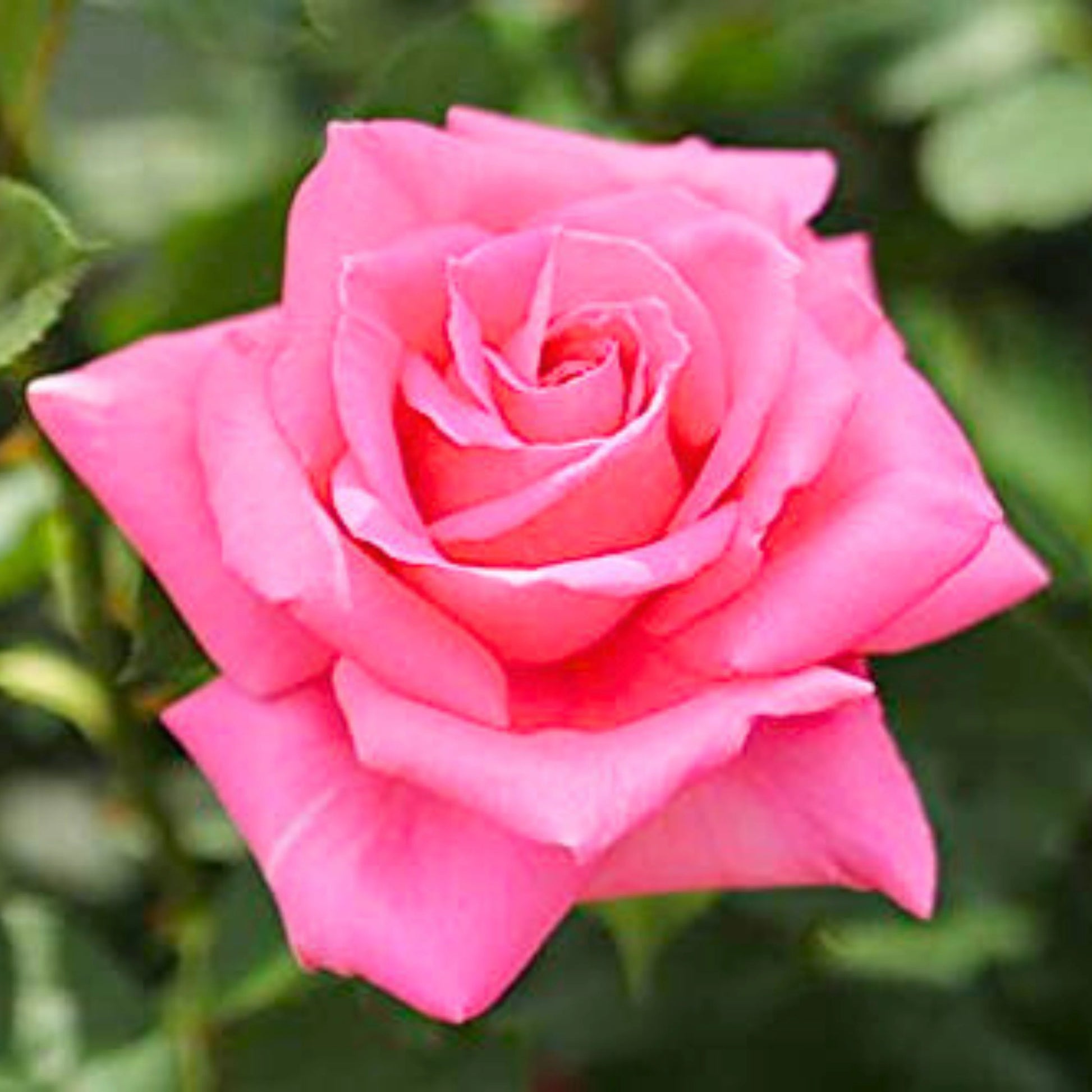 Hybrid Grafted Pink Colour Rose - Naturemart.online