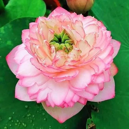 Pink Cloud Lotus Tuber