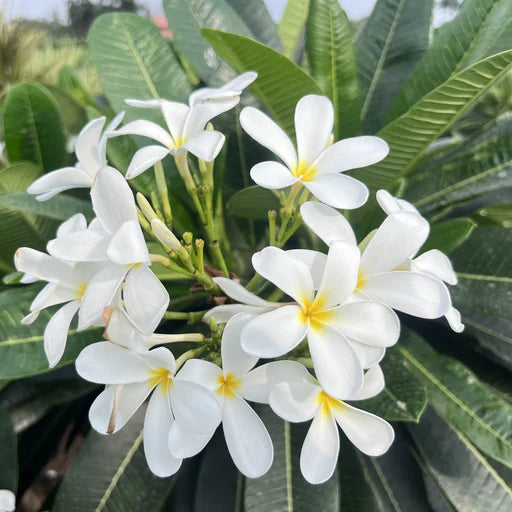 Plumeria Flowers Plant(White)For Gardening - Naturemart.online