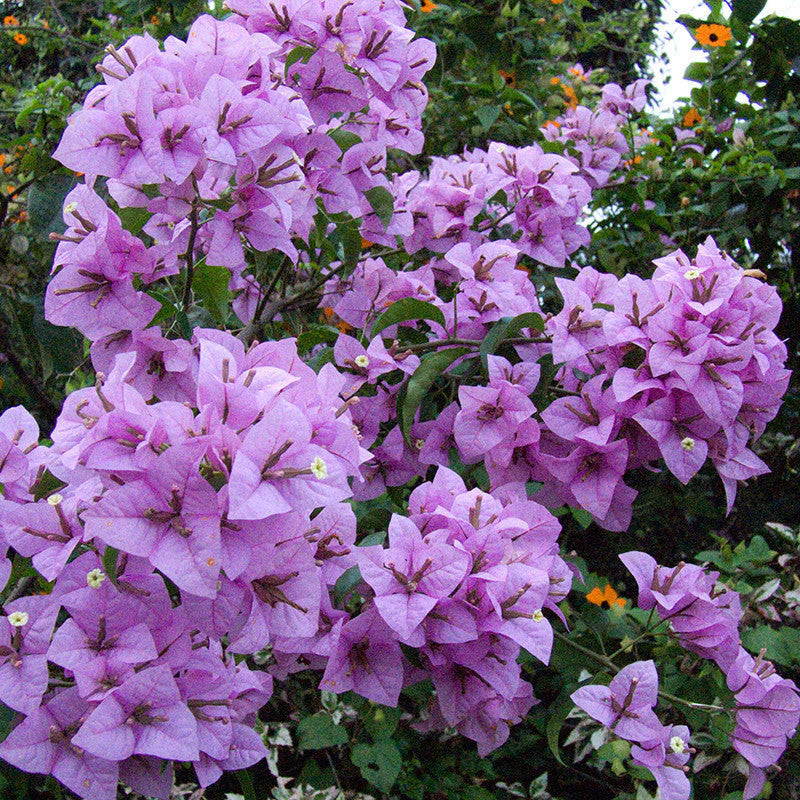 Bougainvallea Flowers Plant(Light Violet) - Naturemart.online