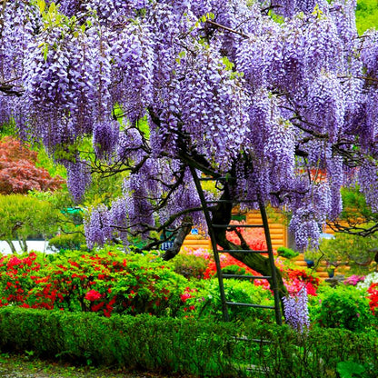 Wisteria Sinensis Flower Plant(Pack of 1)