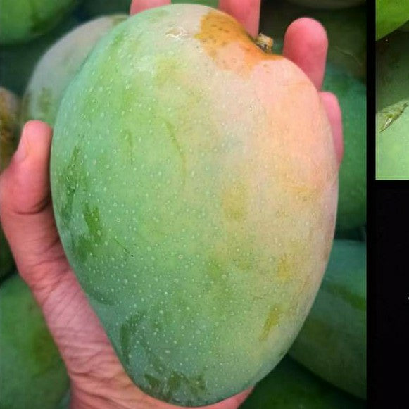 Boganpalli Mango Fruit Plant-Grafted - Naturemart.online