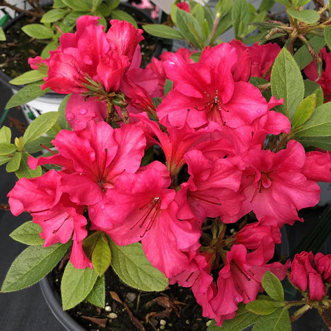 Azalea Flowers Plant(Red Colour) - Naturemart.online