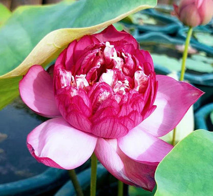 Rani Red Lotus Tuber