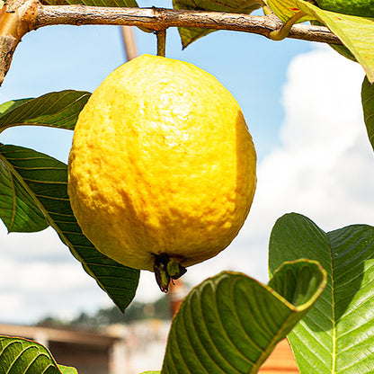 New Lalit Guava Fruit  Plant - Naturemart.online