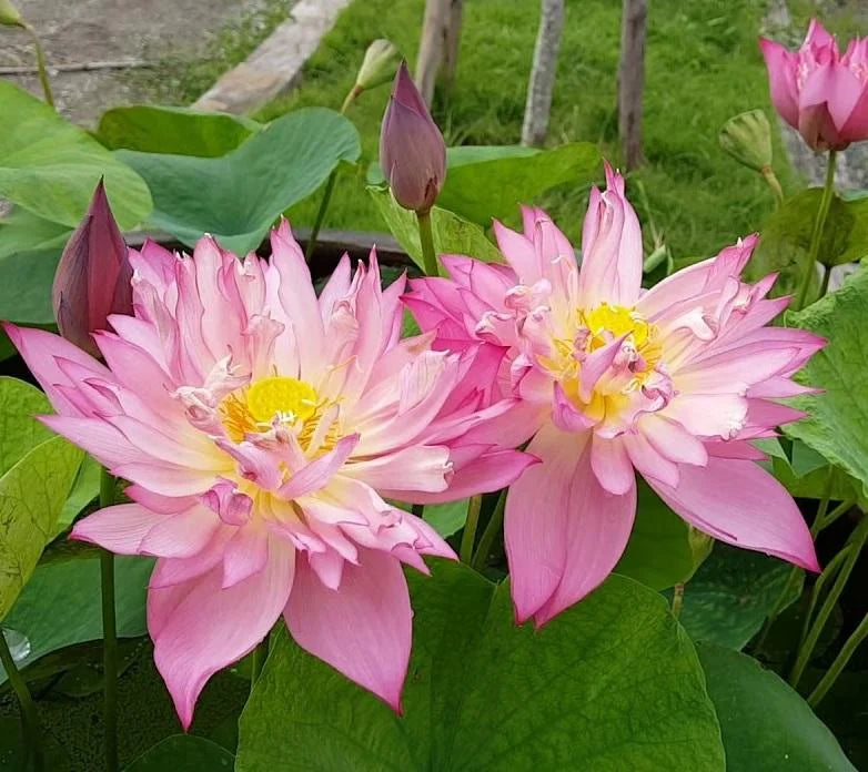 Beautiful New star lotus tuber