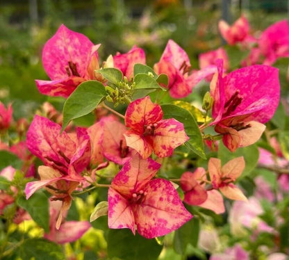 Red September Thai variety Bougainvillea Flower Plant For Gardening