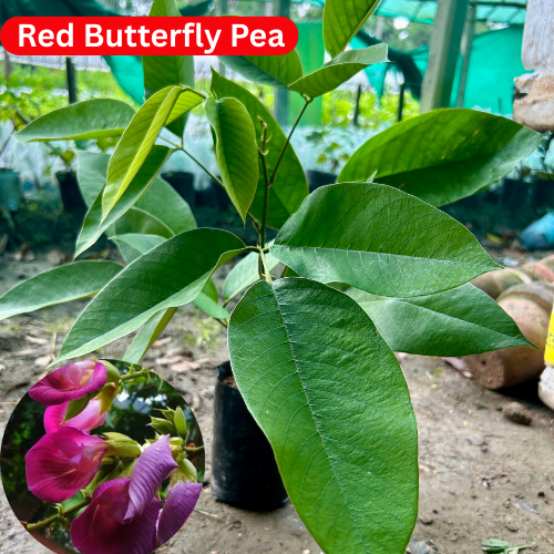 Rare Red Butterfly Pea(Red Aparajita)Flower Plant