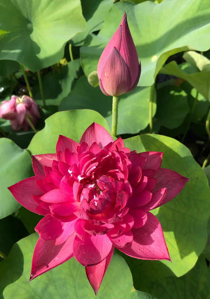 RED Shaoshan Lotus - Tuber