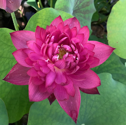 RED Shaoshan Lotus - Tuber