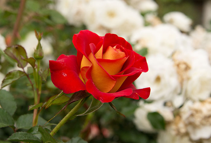 Hybrid Grafted Rose Flowering plant - Naturemart.online