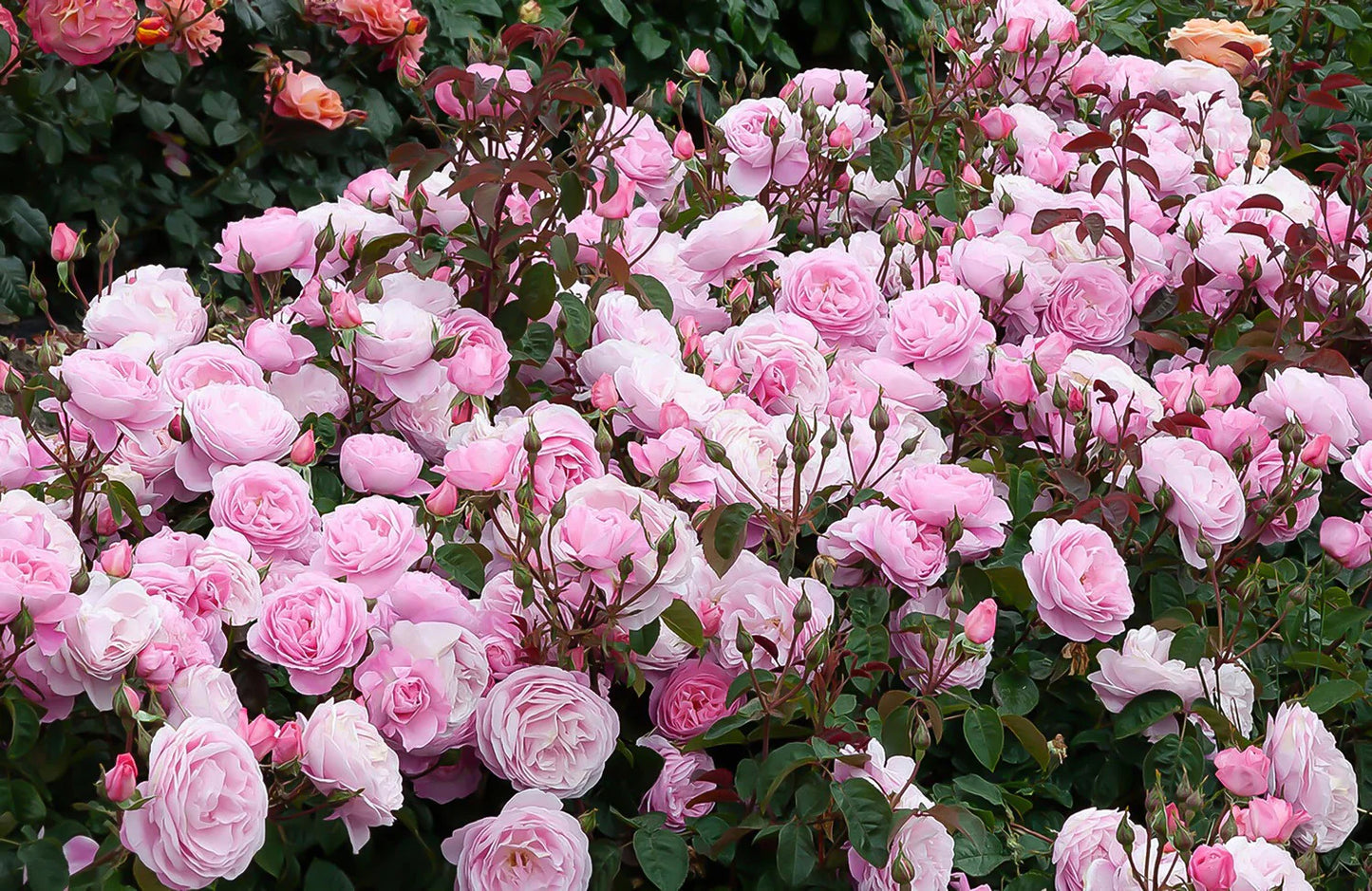 Climbing Rose Plant For Gardening - Naturemart.online