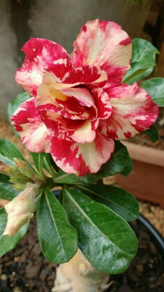 Rose Variety Adenum Flower Plant For Home Garden