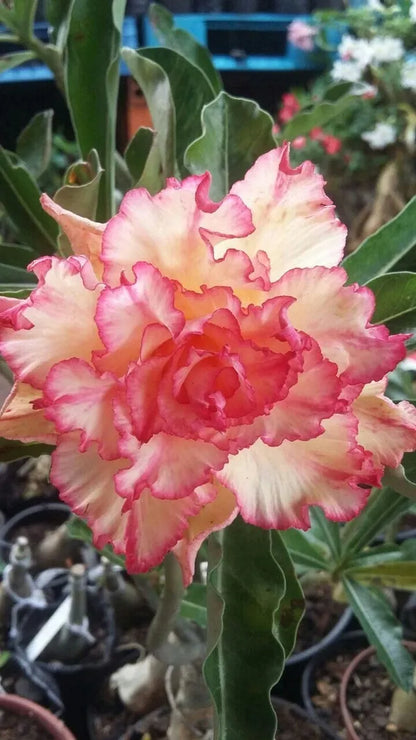 Rose Variety Adenum Flower Plant For Home Garden