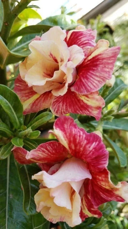 Rose Variety Adenum Flower Plant For Home Garden