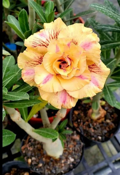 Rose Variety Adenum Flower Plant For Home Garden