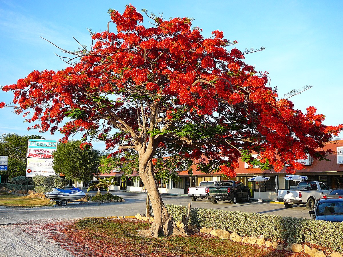 Gulmohar Flowering Tree For Gardening - Naturemart.online