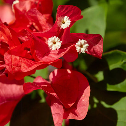 Bougainvillea(Red Colour)flower plant - Naturemart.online