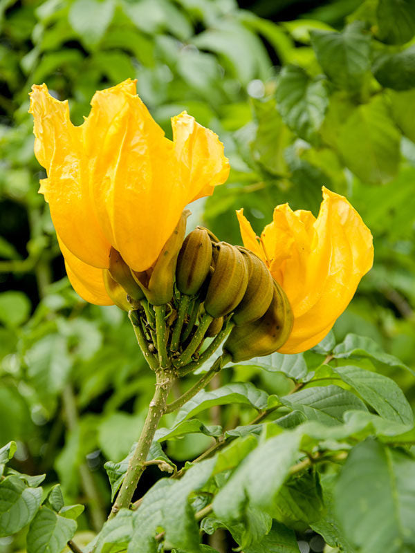 African Tulip Grafted