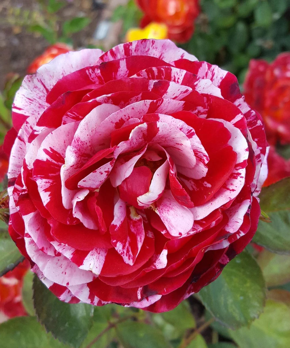 Scentimental Rose Plant For Gardening - Naturemart.online