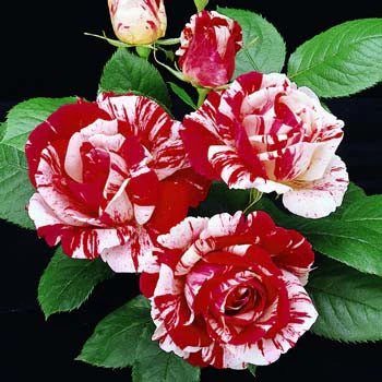 Scentimental Rose Plant For Gardening - Naturemart.online