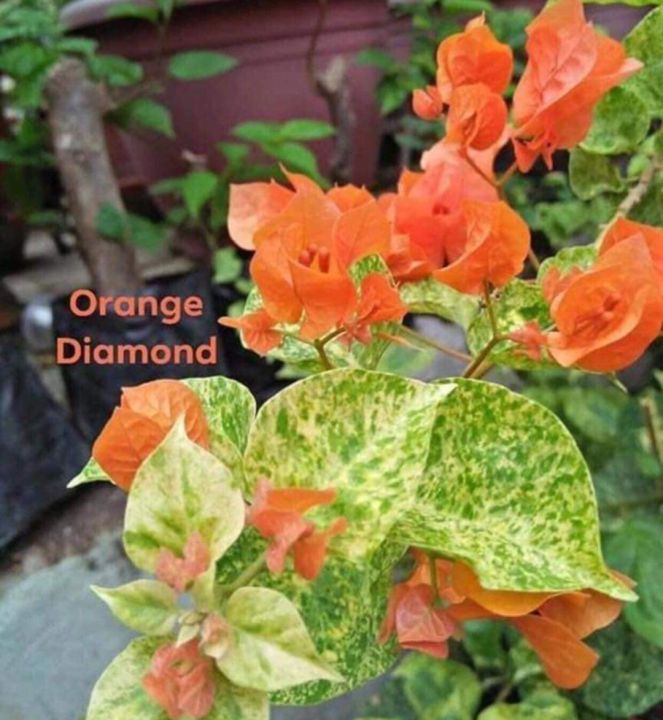 Daimond Orange Bougainvillea flower plant