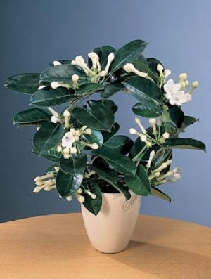 Madagascar Jasmine Flower Plant