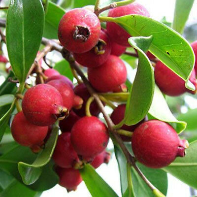 Red Strawberry Guava Fruit Plant - Naturemart.online