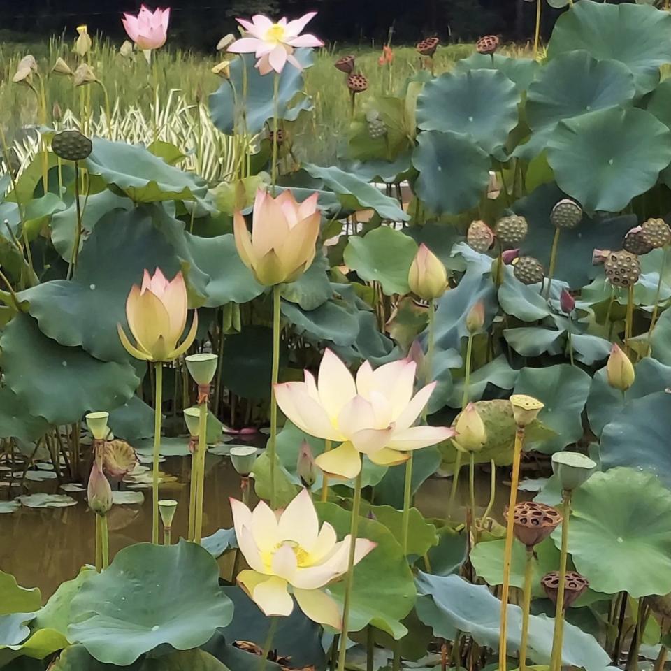 Rare Sunrise Brocade lotus Tuber