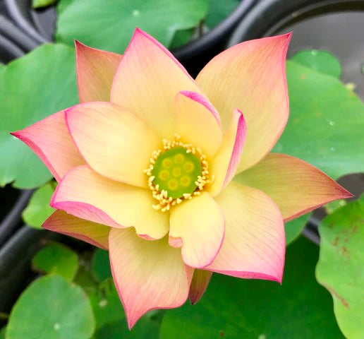 Rare Sunrise Brocade lotus Tuber