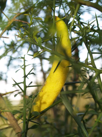 Finger Lemon Yellow fruit Plant Grafted