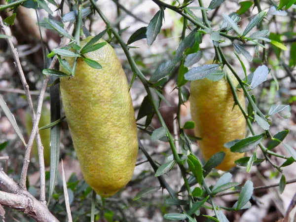 Finger Lemon Yellow fruit Plant Grafted